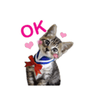 エビスくんとビシャちゃん(子猫編)（個別スタンプ：10）