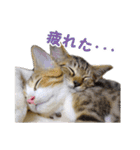 エビスくんとビシャちゃん(子猫編)（個別スタンプ：11）