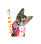 エビスくんとビシャちゃん(子猫編)（個別スタンプ：12）