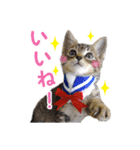 エビスくんとビシャちゃん(子猫編)（個別スタンプ：13）