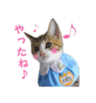 エビスくんとビシャちゃん(子猫編)（個別スタンプ：14）