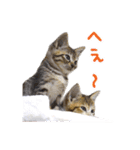 エビスくんとビシャちゃん(子猫編)（個別スタンプ：15）