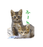 エビスくんとビシャちゃん(子猫編)（個別スタンプ：16）