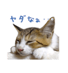 エビスくんとビシャちゃん(子猫編)（個別スタンプ：17）