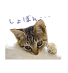 エビスくんとビシャちゃん(子猫編)（個別スタンプ：18）