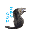 エビスくんとビシャちゃん(子猫編)（個別スタンプ：19）