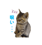 エビスくんとビシャちゃん(子猫編)（個別スタンプ：20）