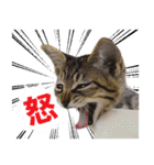 エビスくんとビシャちゃん(子猫編)（個別スタンプ：21）