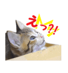 エビスくんとビシャちゃん(子猫編)（個別スタンプ：22）