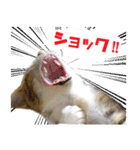 エビスくんとビシャちゃん(子猫編)（個別スタンプ：23）