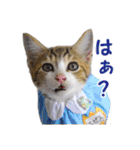 エビスくんとビシャちゃん(子猫編)（個別スタンプ：24）