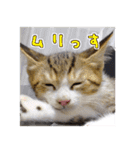 エビスくんとビシャちゃん(子猫編)（個別スタンプ：25）