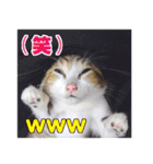 エビスくんとビシャちゃん(子猫編)（個別スタンプ：26）