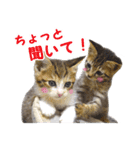 エビスくんとビシャちゃん(子猫編)（個別スタンプ：27）