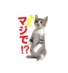 エビスくんとビシャちゃん(子猫編)（個別スタンプ：28）