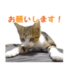 エビスくんとビシャちゃん(子猫編)（個別スタンプ：29）