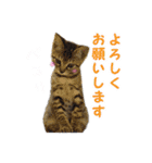 エビスくんとビシャちゃん(子猫編)（個別スタンプ：30）