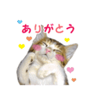 エビスくんとビシャちゃん(子猫編)（個別スタンプ：31）