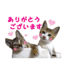 エビスくんとビシャちゃん(子猫編)（個別スタンプ：32）