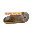 ボムとテム（個別スタンプ：3）