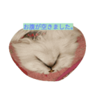 ボムとテム（個別スタンプ：7）