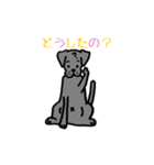 可愛いラブラドール犬（個別スタンプ：5）