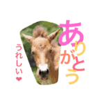 馬♡御崎馬  3（個別スタンプ：1）