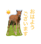 馬♡御崎馬  3（個別スタンプ：4）