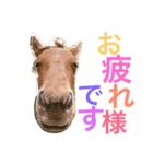馬♡御崎馬  3（個別スタンプ：6）