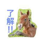 馬♡御崎馬  3（個別スタンプ：7）