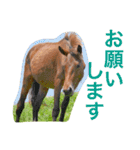 馬♡御崎馬  3（個別スタンプ：8）