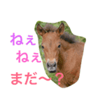馬♡御崎馬  3（個別スタンプ：11）