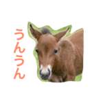 馬♡御崎馬  3（個別スタンプ：12）