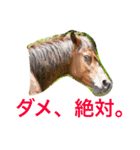 馬♡御崎馬  3（個別スタンプ：23）