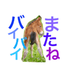 馬♡御崎馬  3（個別スタンプ：24）