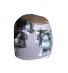 ニャン君（個別スタンプ：2）