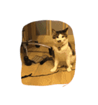 ニャン君（個別スタンプ：9）