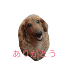 ミニチュアダックスのフォルテ君（個別スタンプ：3）