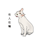 アメコ（個別スタンプ：13）