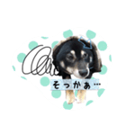 高木家のハル（個別スタンプ：3）