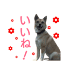 サクナナ（個別スタンプ：18）