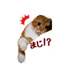 はるまる第3弾 ～夏の日の2017～（個別スタンプ：12）