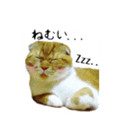 はるまる第3弾 ～夏の日の2017～（個別スタンプ：15）