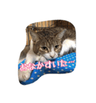 のりとらじるしvol.3（個別スタンプ：6）