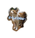 のりとらじるしvol.3（個別スタンプ：10）