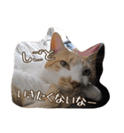 のりとらじるしvol.3（個別スタンプ：11）