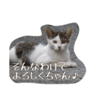 のりとらじるしvol.3（個別スタンプ：13）