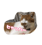 のりとらじるしvol.3（個別スタンプ：16）