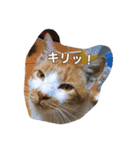 のりとらじるしvol.3（個別スタンプ：17）