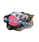 のりとらじるしvol.3（個別スタンプ：39）